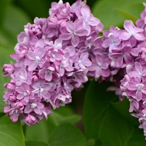 Syringa vulgaris 'Belle de Nancy' 10L