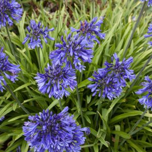 Agapanthus 'Black Pantha' 2L