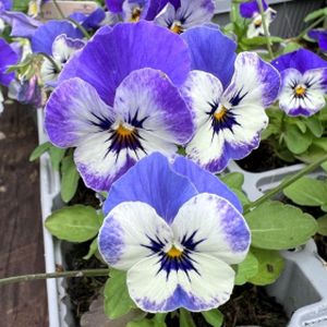 Viola F1 Blue White Face Multi-Pack