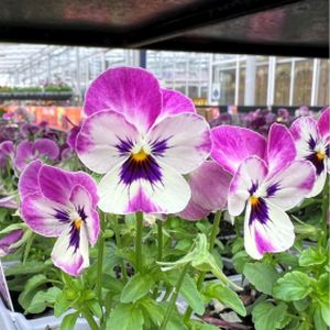 Viola F1 Raspberry Multi-Pack