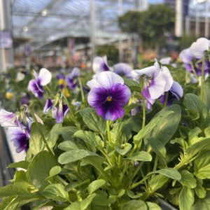 Viola Purple Centre Light Wing Multi-Pack