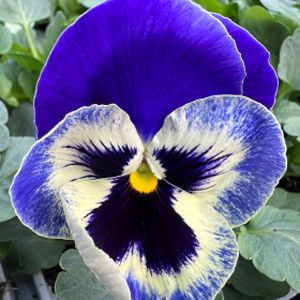 Pansy Ocean Breeze Multi-Pack