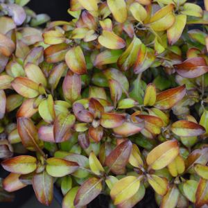 Coprosma repens 'Pina Colada' 3L