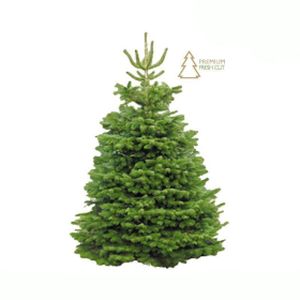 Cut Nordmann Fir Christmas Tree 335cm+ (12ft)