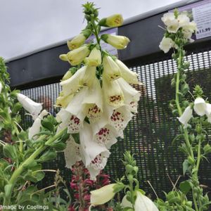 Digitalis purpurea 'Dalmatian White' (AGM) 3L