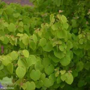 Cercidiphyllum japonicum (AGM) 3L