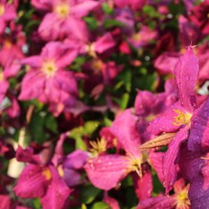 Clematis viticella 'Rubra' 2L