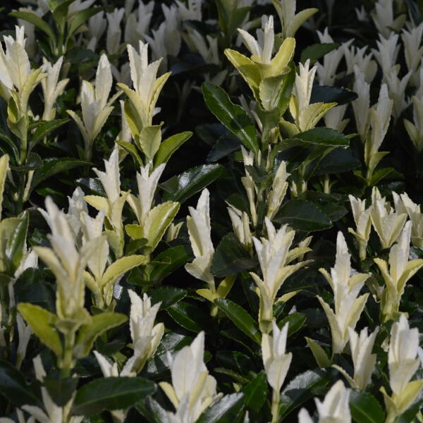 Euonymus Japonicus Paloma Blanca 2l Coolings Garden Centre