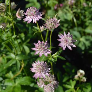 Astrantia major 'Florence' 2L