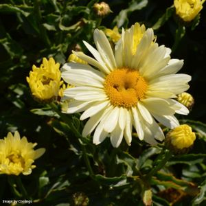 Leucanthemum x superbum 'Banana Cream' 3L