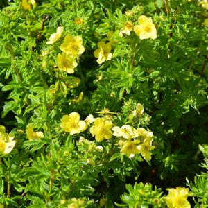 Potentilla fruticosa 'Mango Tango' 3L