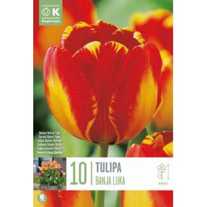 Kapiteyn Tulip Darwin Hybrid Banja Luka