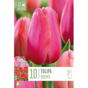 Kapiteyn Tulip Yosemite