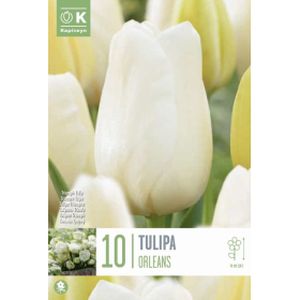 Kapiteyn Tulip Orleans