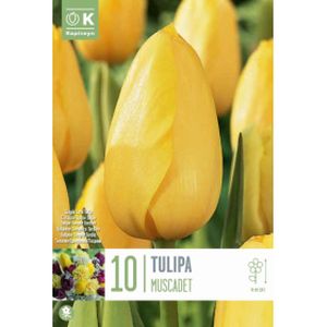 Kapiteyn Tulip Single Late Muscadet