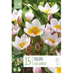 Kapiteyn Tulipa Specie Bakeri Lilac Wonder