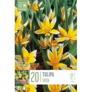 Kapiteyn Tulipa Specie Tarda