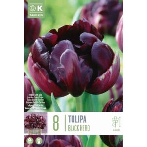 Kapiteyn Tulip Double Black Hero