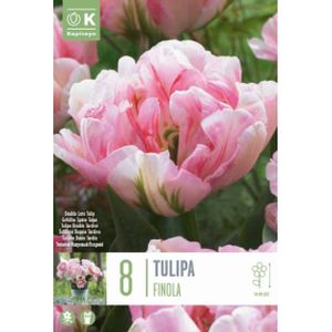 Kapiteyn Tulip Double Finola