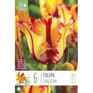 Kapiteyn Tulip Parrot Texas Flame