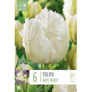 Kapiteyn Tulip Parrot White Parrot