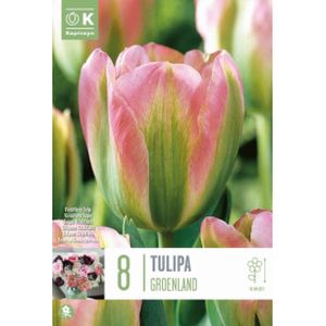 Kapiteyn Tulip Viridiflora Groenland