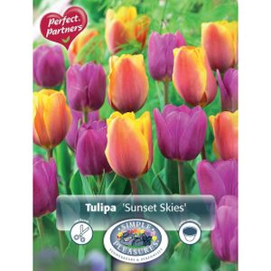 Simple  Tulip Sunset Skies