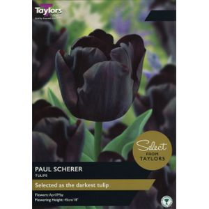 Taylors Tulip Paul Scherer