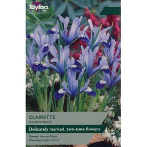 Taylors Iris Dwarf Clairette