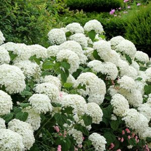 Hydrangea arborescens 'Strong Annabelle' (syn 'Incrediball') 3L