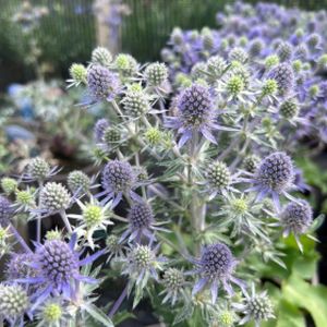 Eryngium planum 'Blue Hobbit' 2L