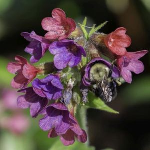 Pulmonaria 'Raspberry Splash' 2L