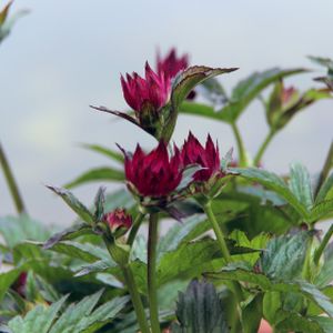 Astrantia major 'Venice' 2L