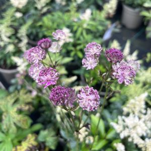 Astrantia major 'Star of Passion' 2L