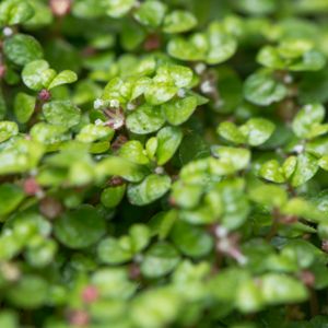 Soleirolia soleirolii (11cm Pot)