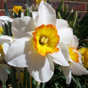 Taylors Daffodil Flower Record 20kg