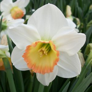 Taylors Narcissi Rainbow 20kg