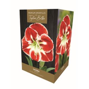 Taylors Amaryllis Samba