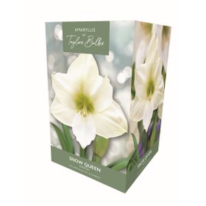 Taylors Amaryllis Snow Queen