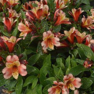 Alstroemeria 'Inca Husky' 3L