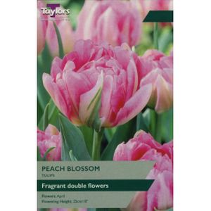 Taylors Tulip Peach Blossom