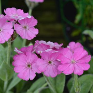 Lychnis flos-jovis 'Nana Peggy' 2L