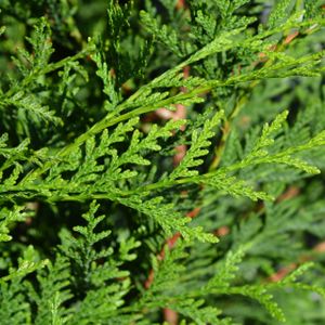 Thuja plicata 'Atrovirens' 3L