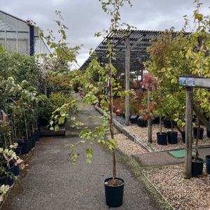 Betula pendulata 'Spider Alley' 12L