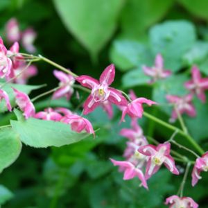 Epimedium 'Pink Elf' 2L