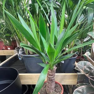 Yucca elephantipes (17cm Pot)