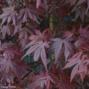 Acer palmatum 'Skeeter's Broom' 25L