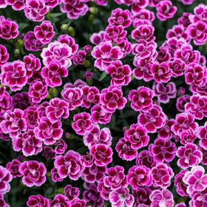 Dianthus 'Pink Kisses' 1L