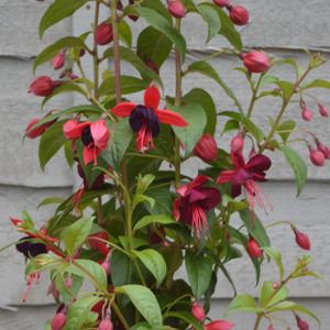 Fuchsia 'Lady Boothby' 3L