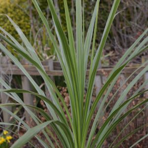 Cordyline australis (AGM) 35L